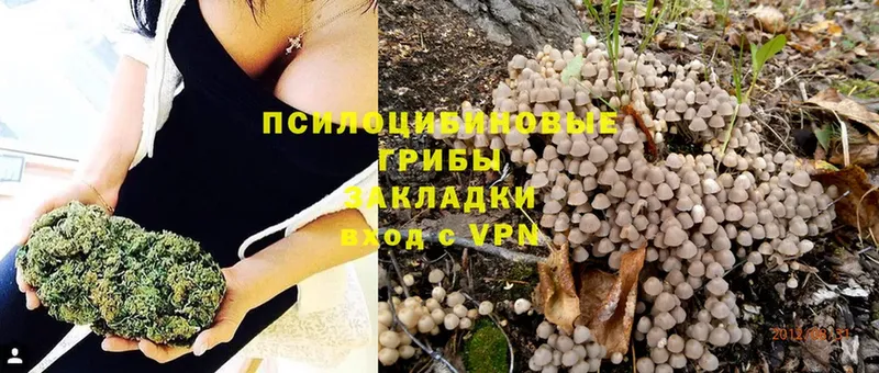 Псилоцибиновые грибы Cubensis  Вилюйск 